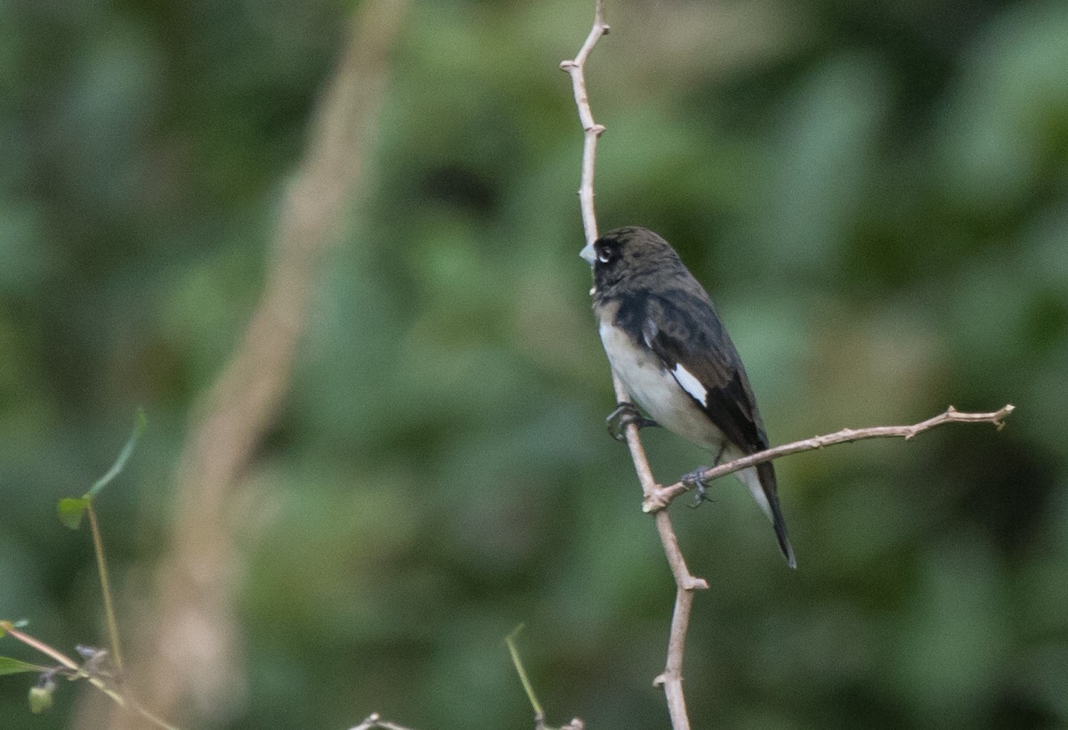 Black-and-white Seedeater - ML224419861