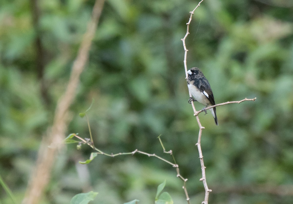 Black-and-white Seedeater - ML224419871