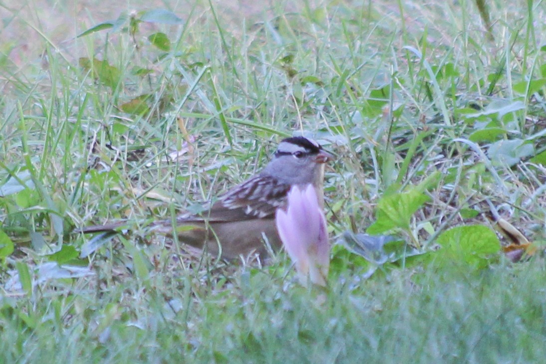 White-crowned Sparrow - ML224422241