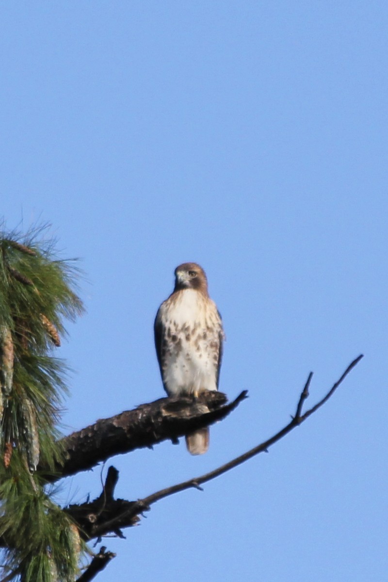 Red-tailed Hawk - ML224422611
