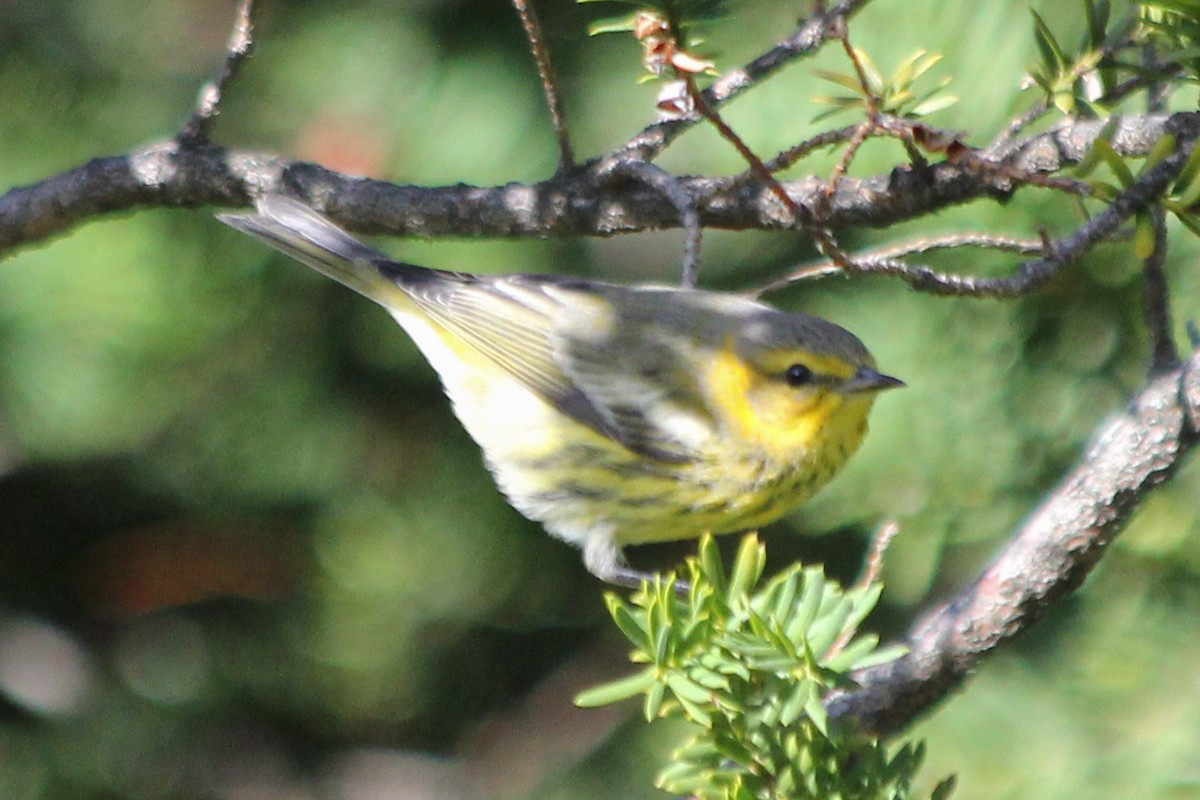 Cape May Warbler - ML224422861