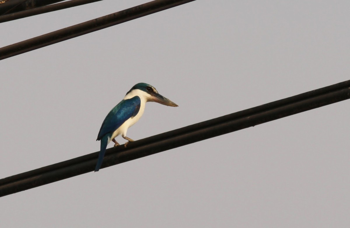 Collared Kingfisher - Simon Davies