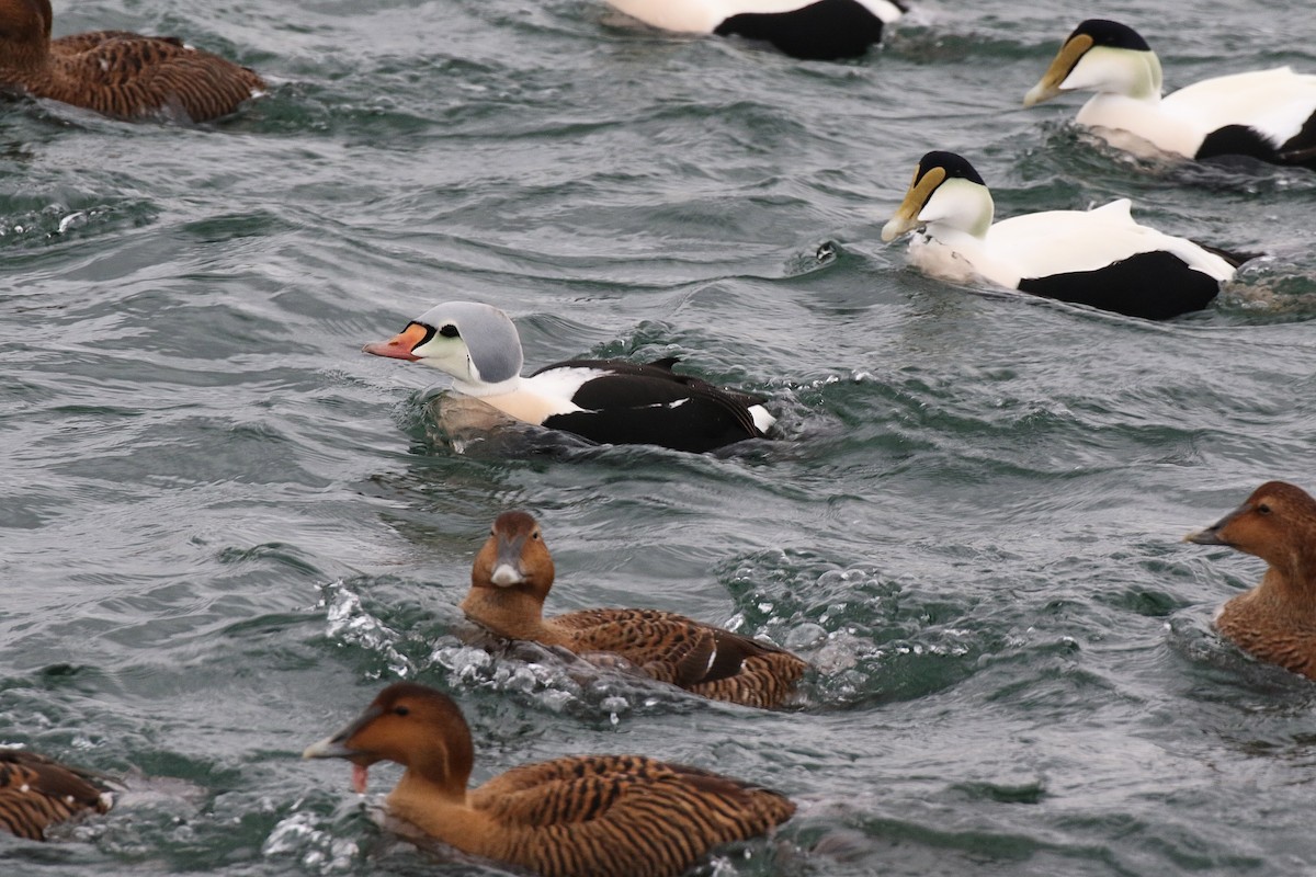 King Eider - ML22442621