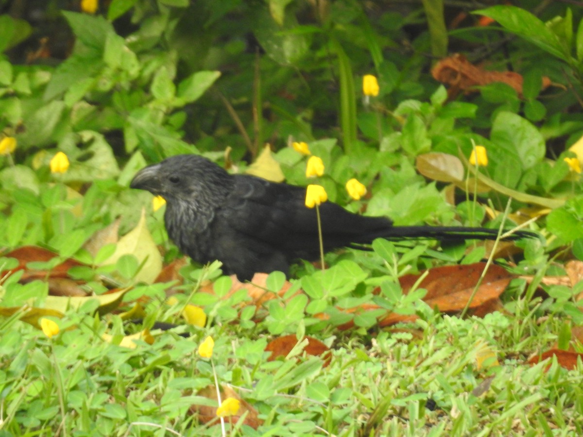 Groove-billed Ani - ML224426371