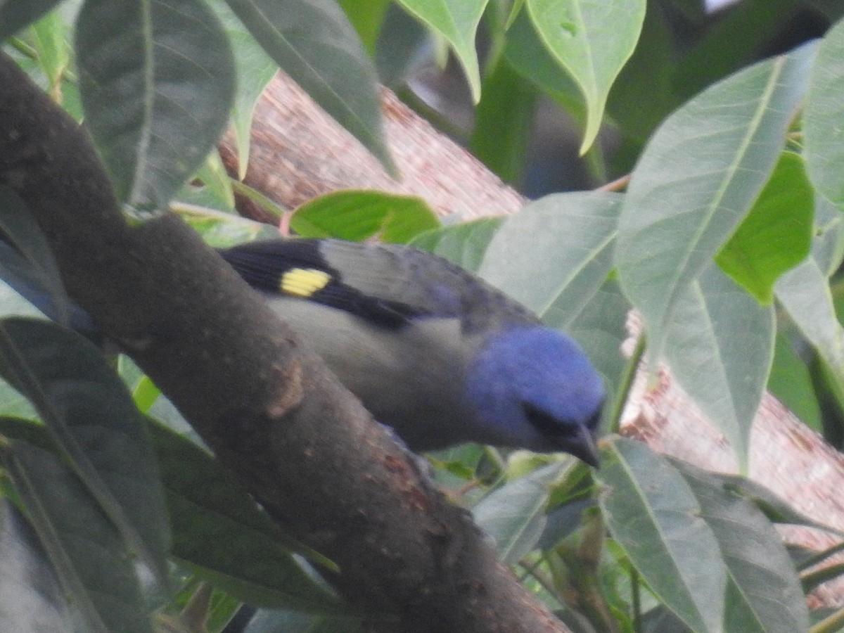 Yellow-winged Tanager - ML224426411
