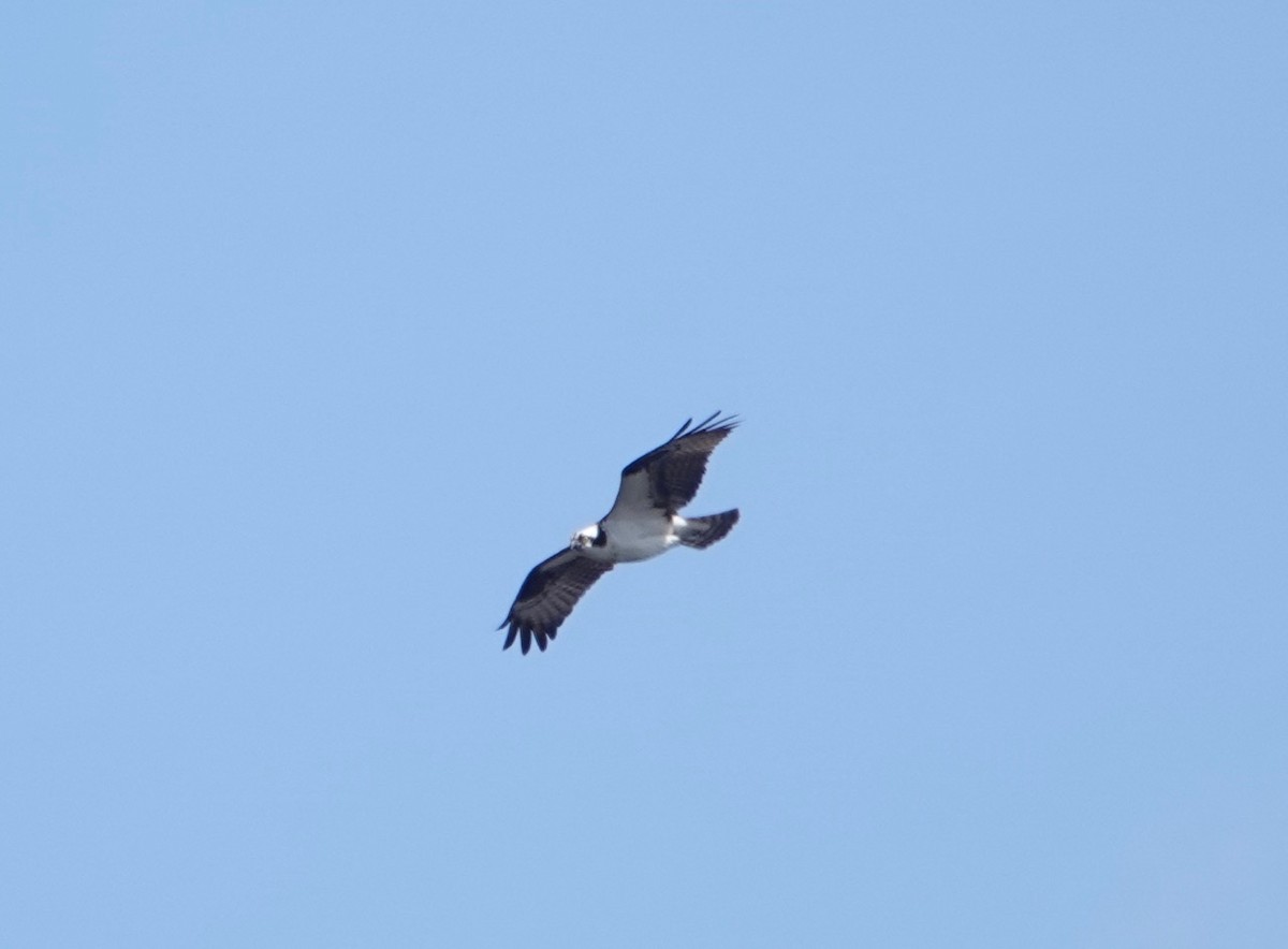 Águila Pescadora - ML224426511