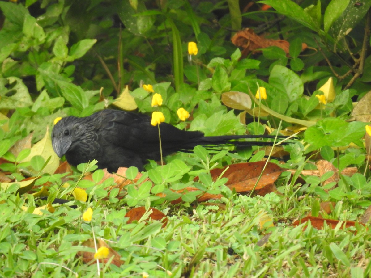 Groove-billed Ani - ML224426561