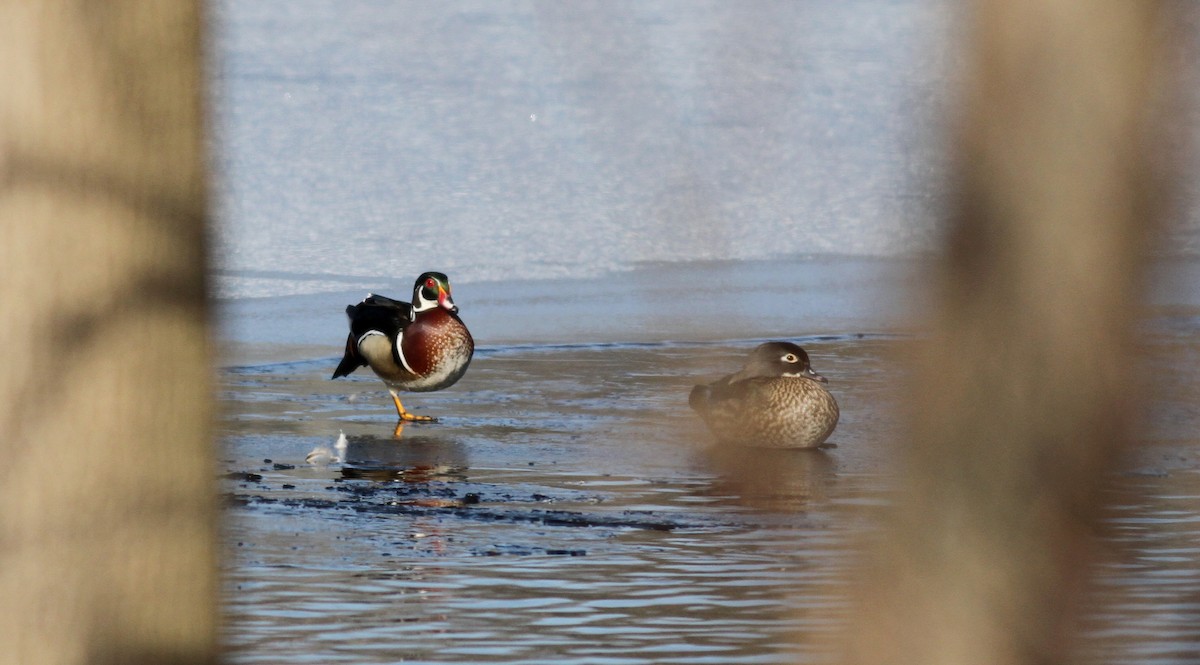 Wood Duck - Jay McGowan