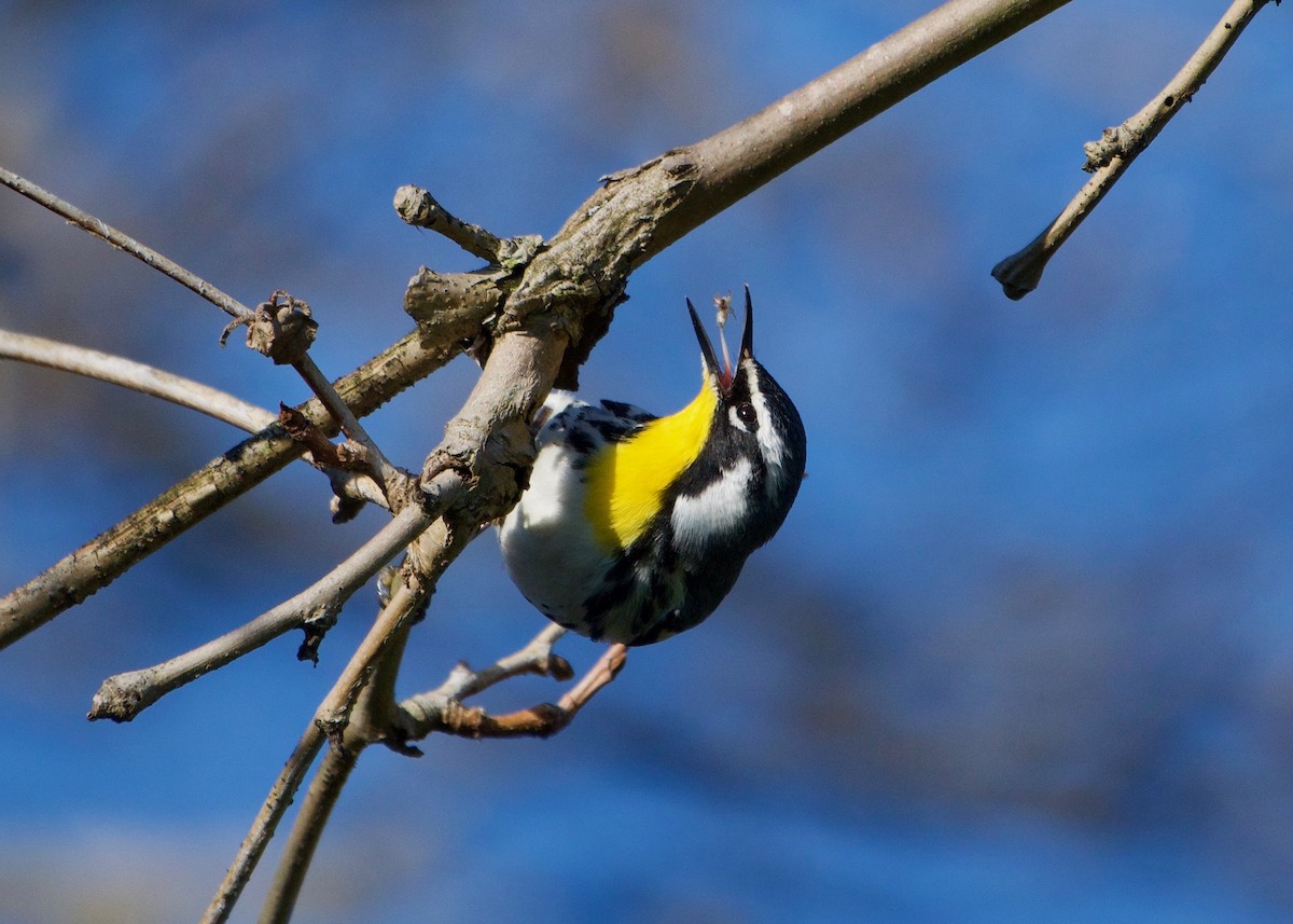 Yellow-throated Warbler - ML224429251