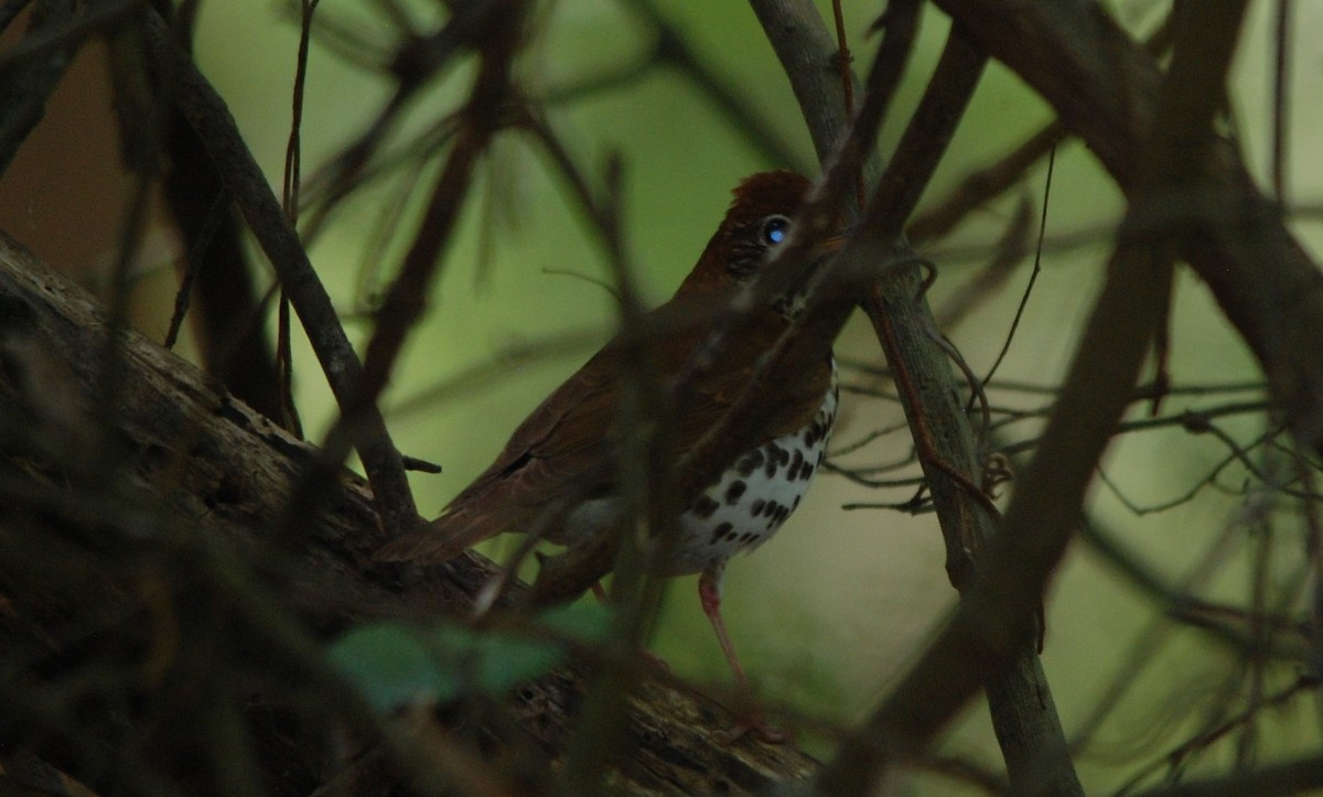 Wood Thrush - ML224432421