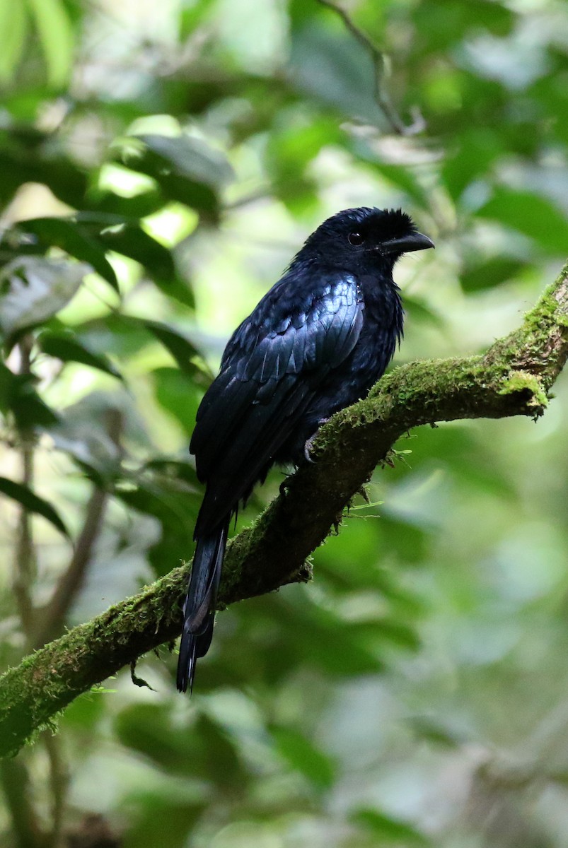 Sri Lanka Drongo - ML224433841