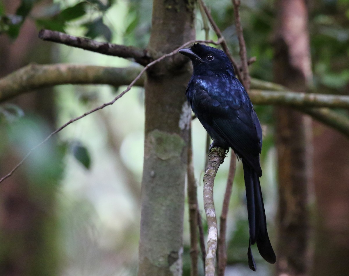 Sri Lanka Drongo - Iroshan Rupasinghe