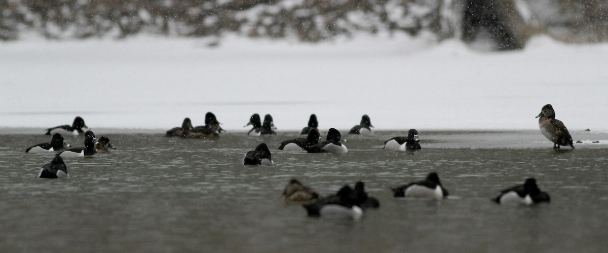 Ring-necked Duck - ML22443571