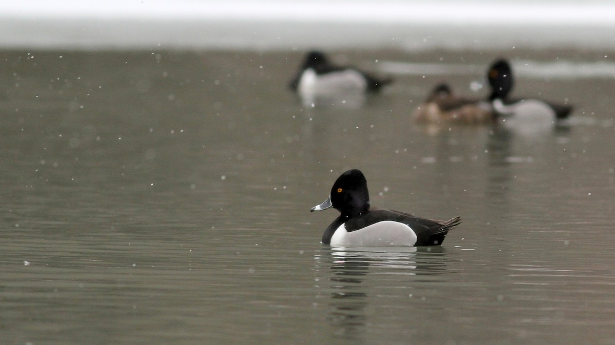 Ring-necked Duck - ML22443601