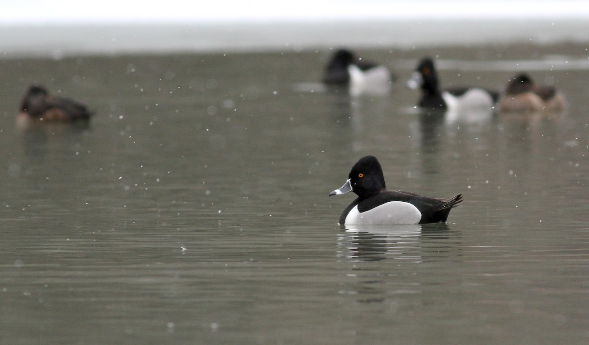 Ring-necked Duck - ML22443611