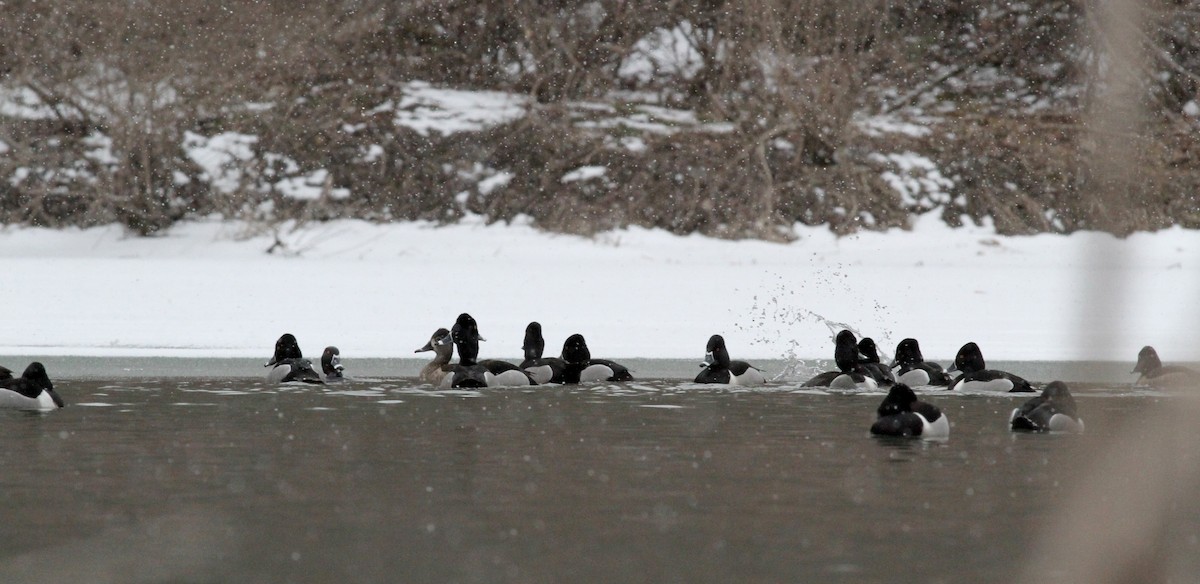 Ring-necked Duck - ML22443621