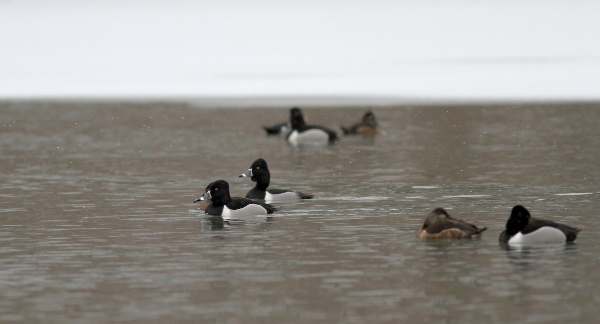 Ring-necked Duck - ML22443631