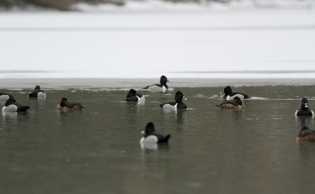 Ring-necked Duck - ML22443661