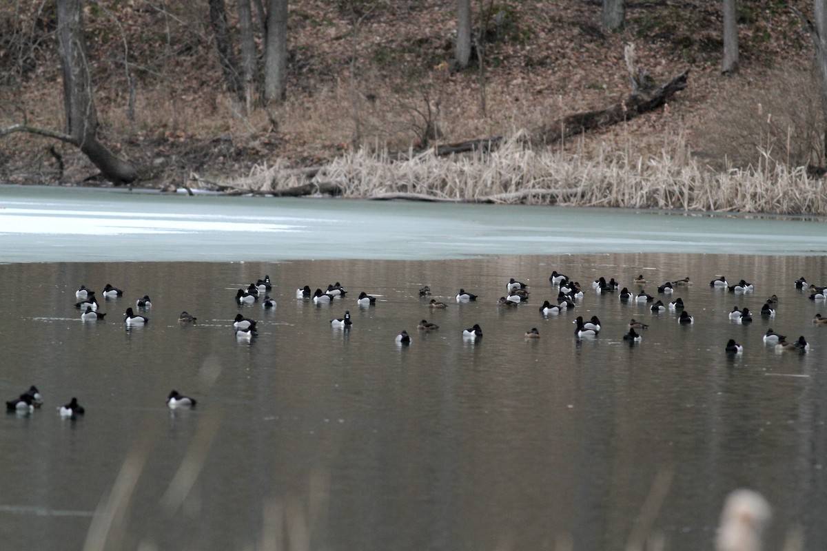 Ring-necked Duck - ML22443701