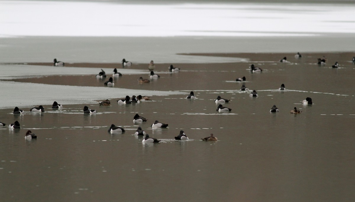 Ring-necked Duck - ML22443781