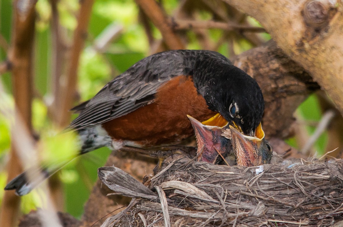 American Robin - ML224439161