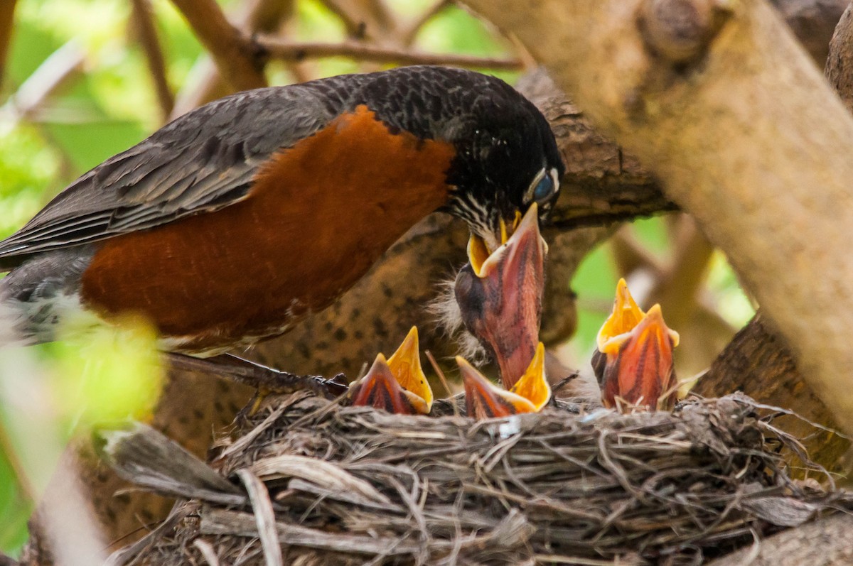 American Robin - ML224439181