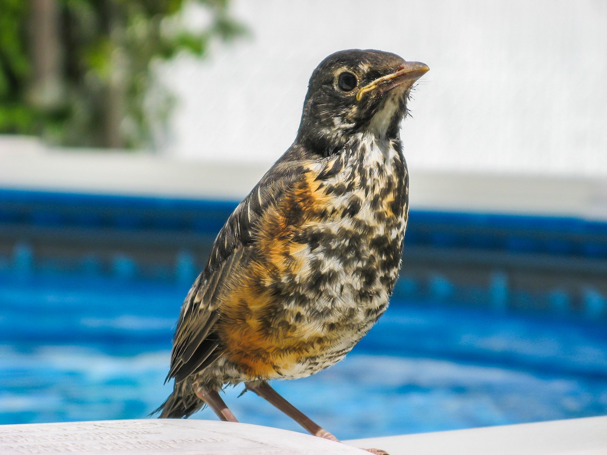 American Robin - ML224439221