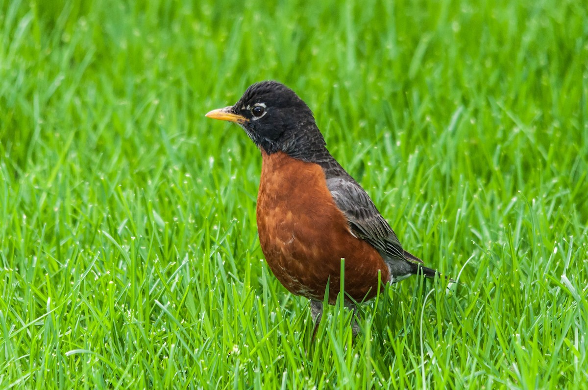 American Robin - Denis Huot