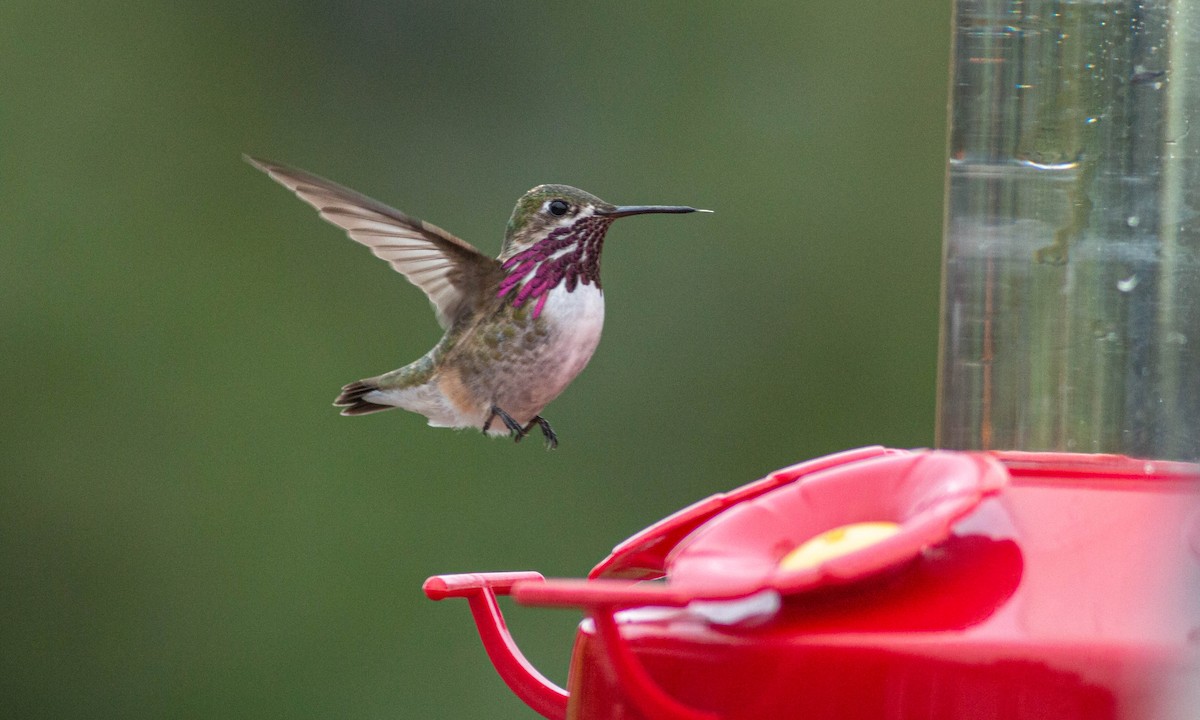 Calliope Hummingbird - Paul Fenwick