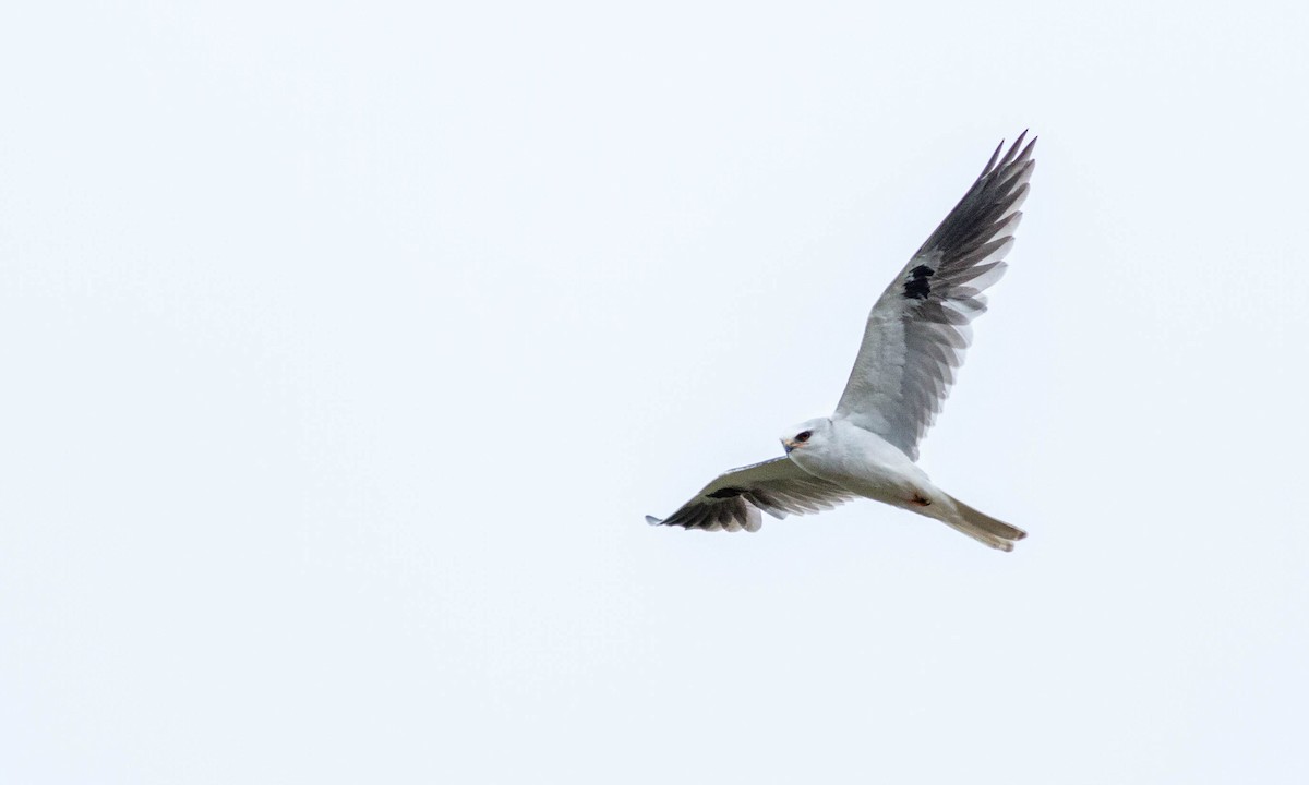 White-tailed Kite - ML224440061