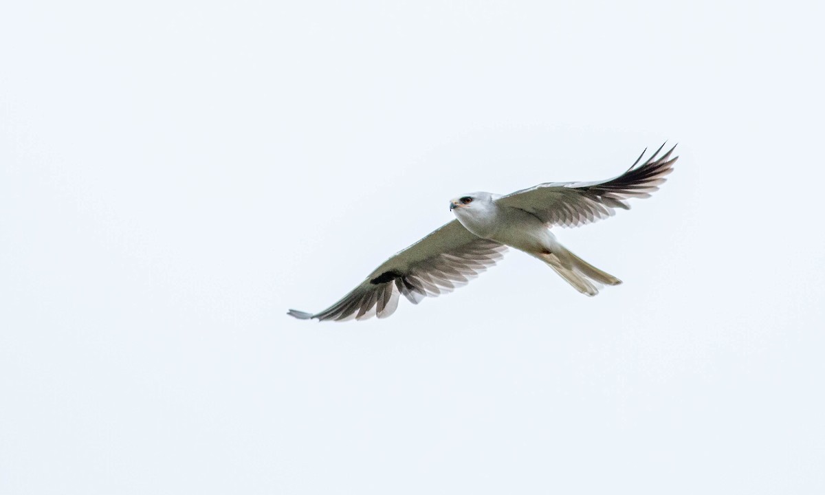 White-tailed Kite - ML224440071