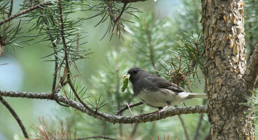 Dark-eyed Junco (Slate-colored) - Nick Anich