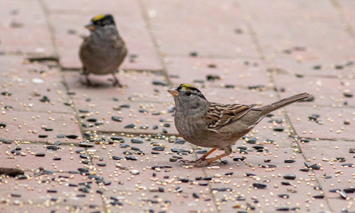 White-crowned x Golden-crowned Sparrow (hybrid) - ML224441791