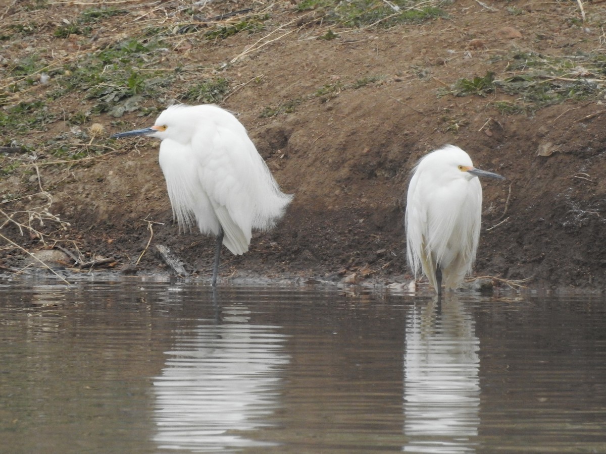 Snowy Egret - ML224441841