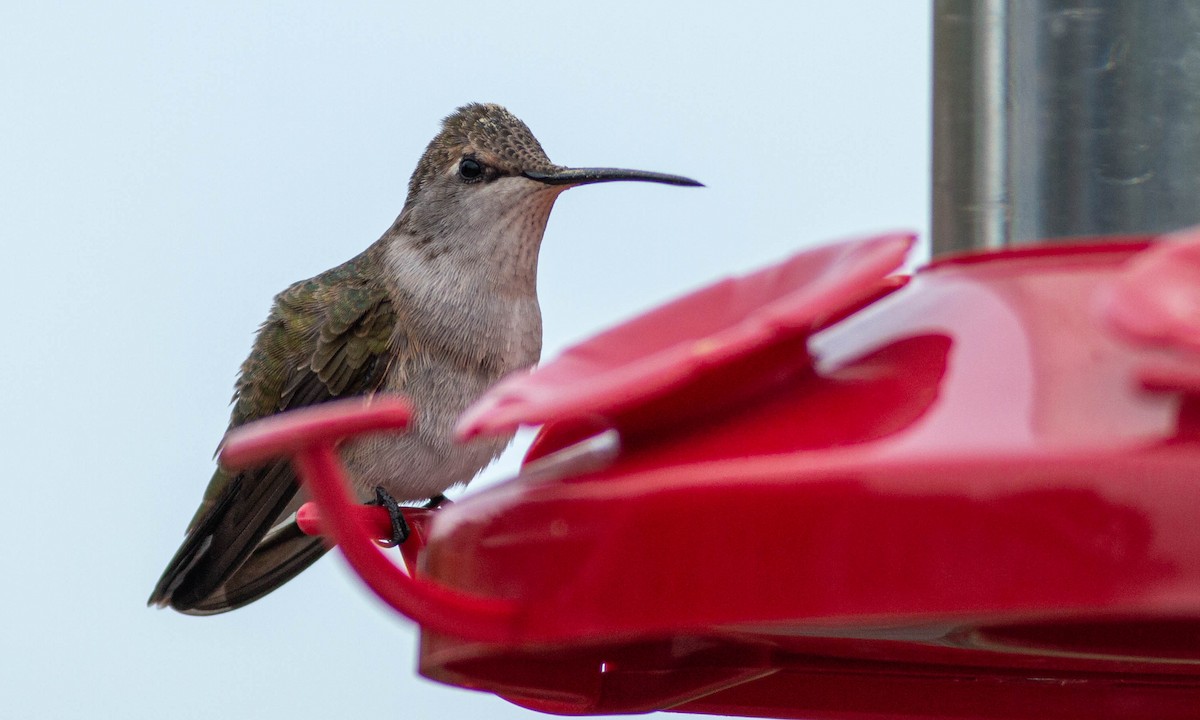 Black-chinned Hummingbird - ML224441971
