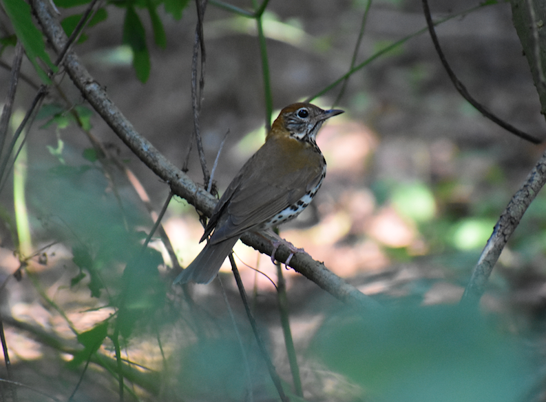 Wood Thrush - ML224442751