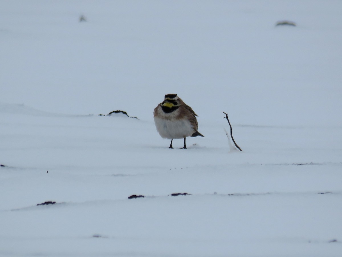 Horned Lark - ML224442941