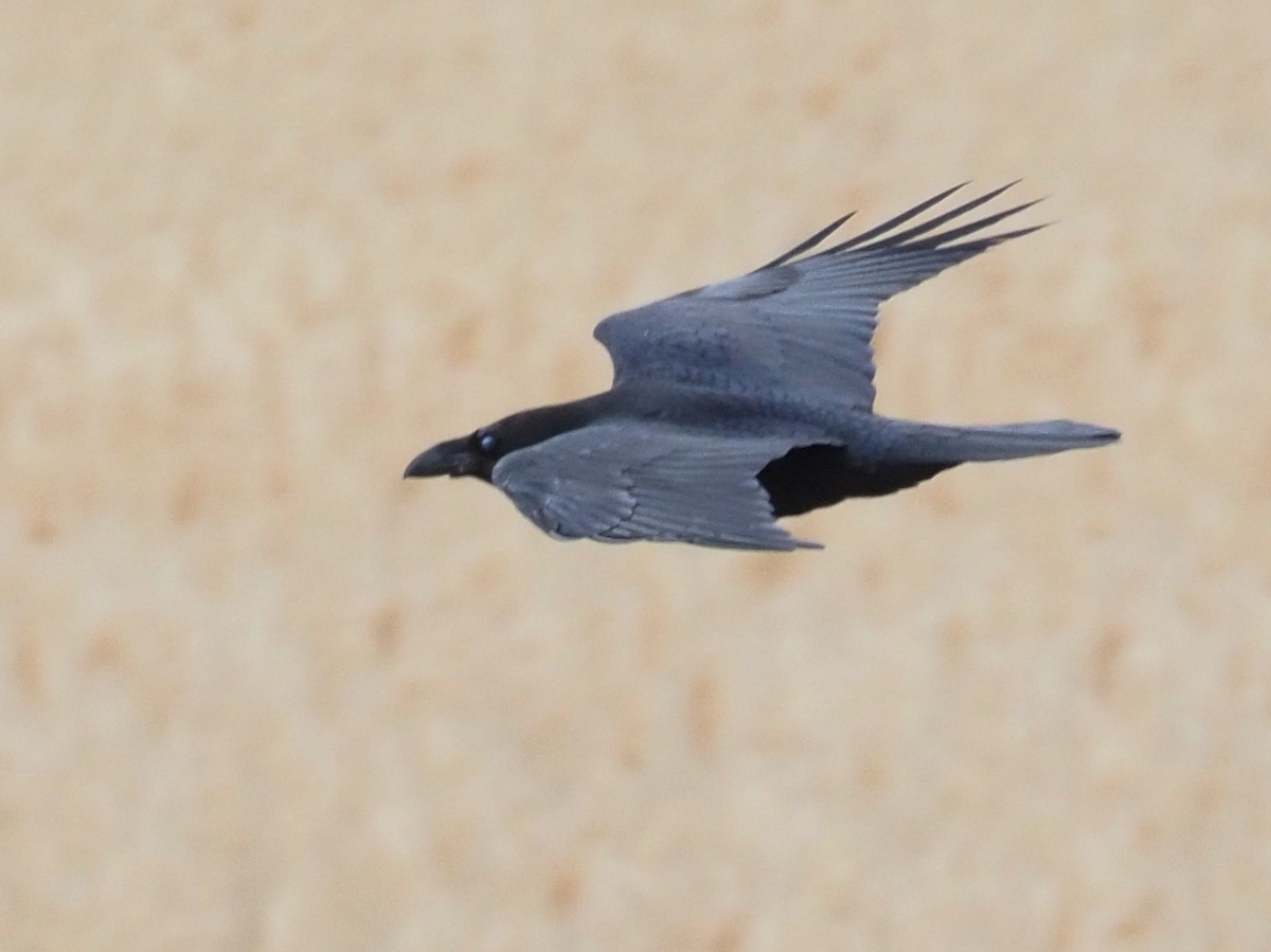 Common Raven - ML224442971