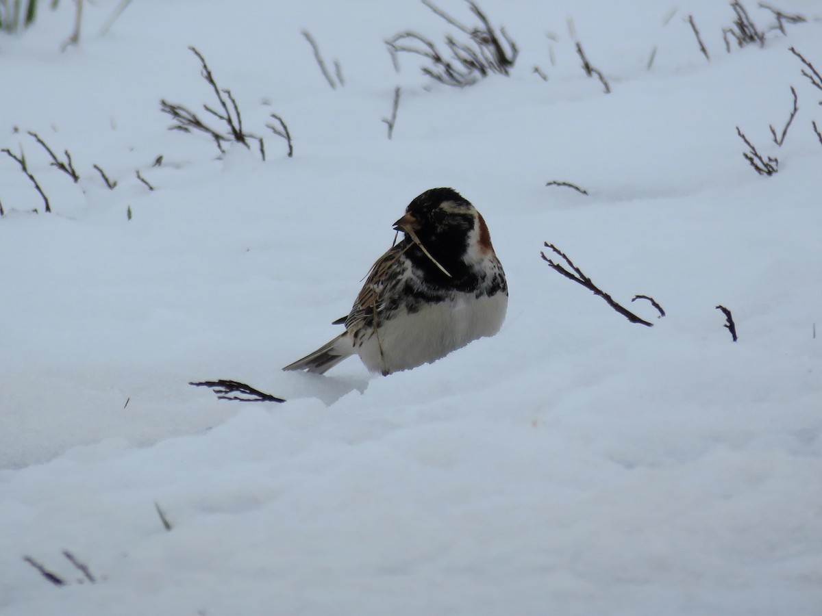 Lapland Longspur - ML224443001