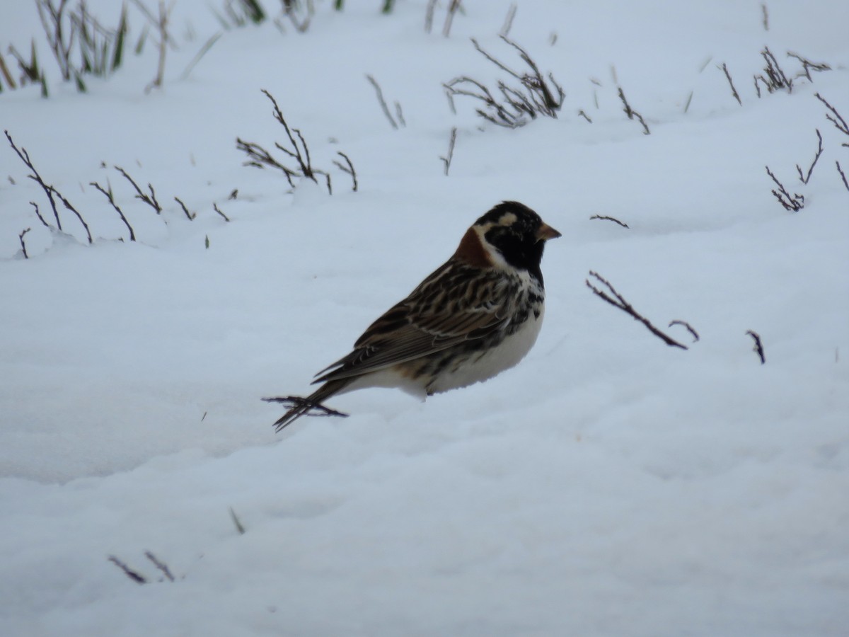 Lapland Longspur - ML224443031