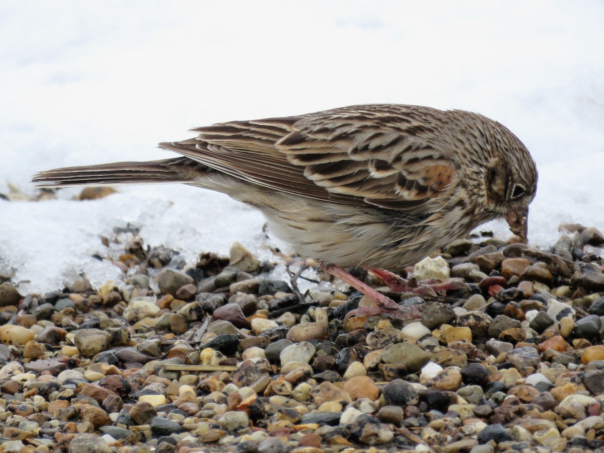 Vesper Sparrow - ML224443911