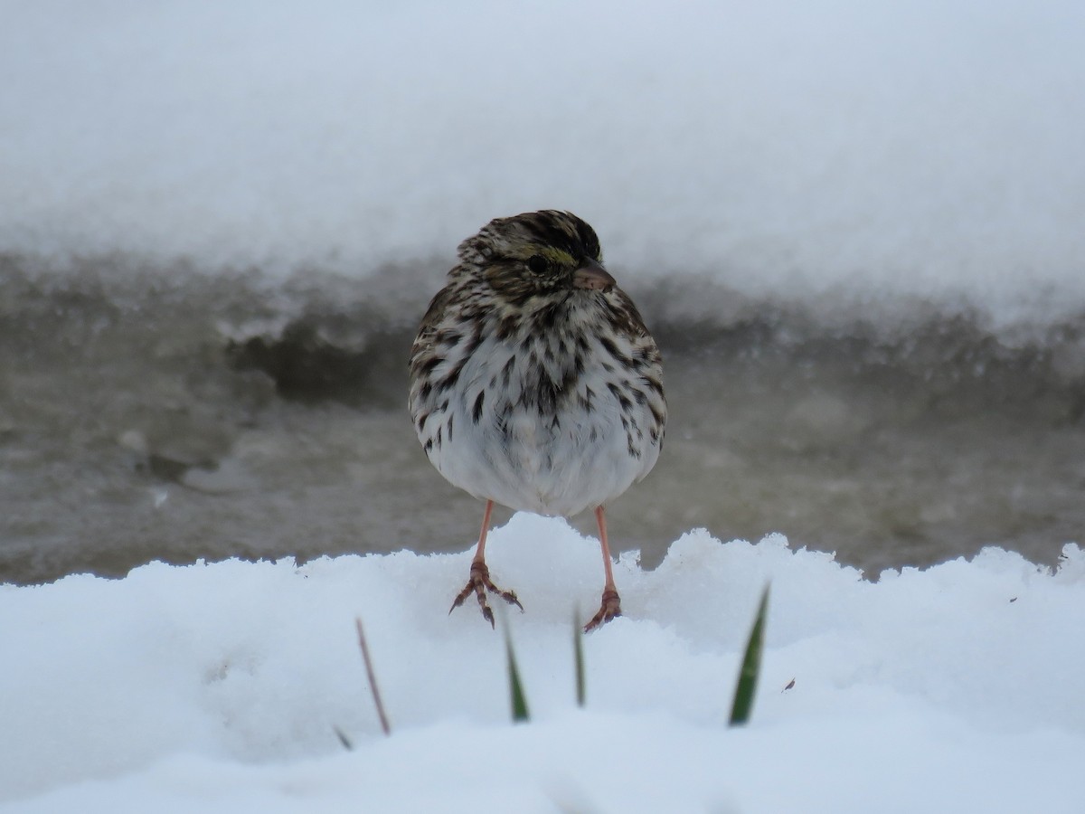 Savannah Sparrow - ML224444031