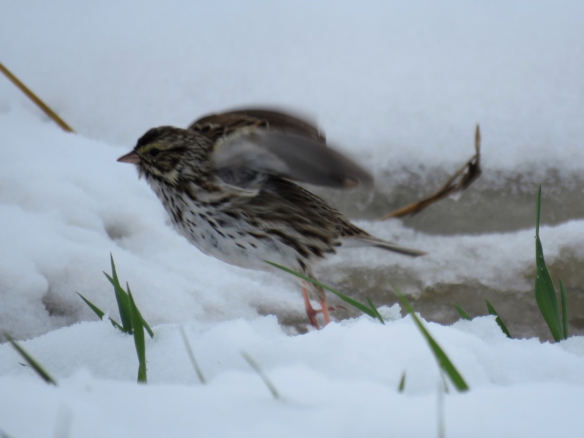 Savannah Sparrow - ML224444041