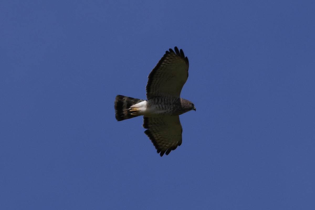 Broad-winged Hawk - ML224444341