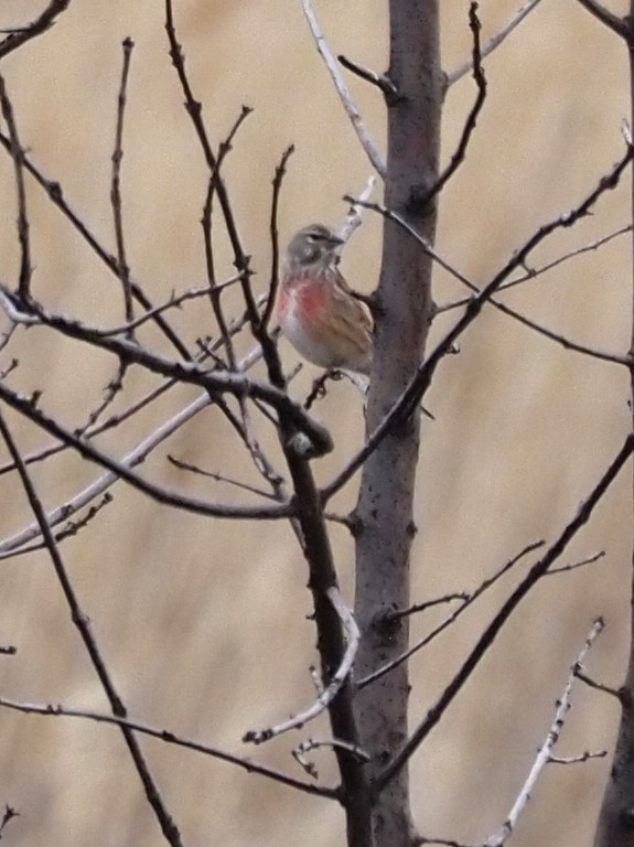 Eurasian Linnet - ML224444731