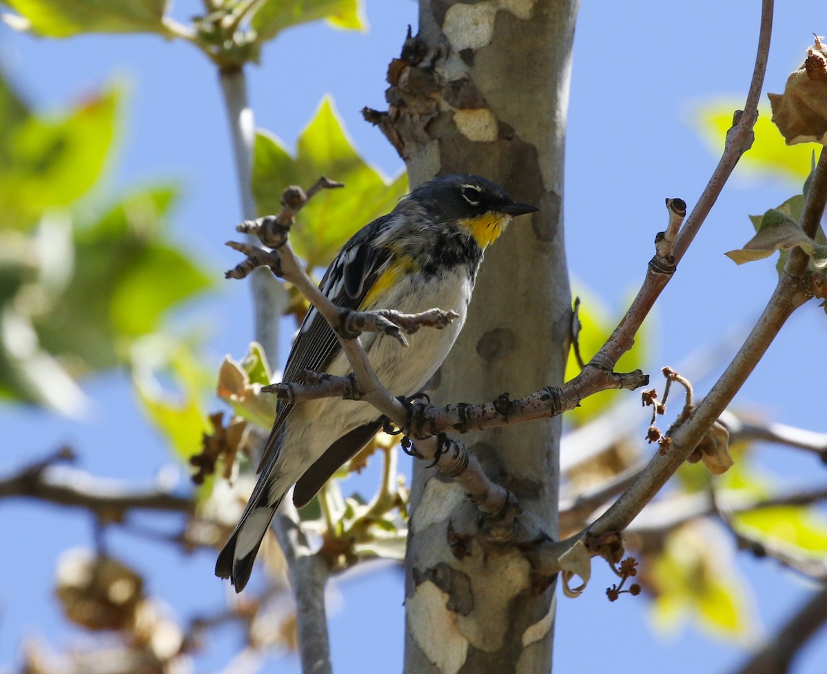 Kronenwaldsänger (Audubonwaldsänger) - ML224445031