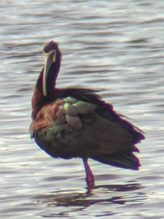 White-faced Ibis - ML224448481