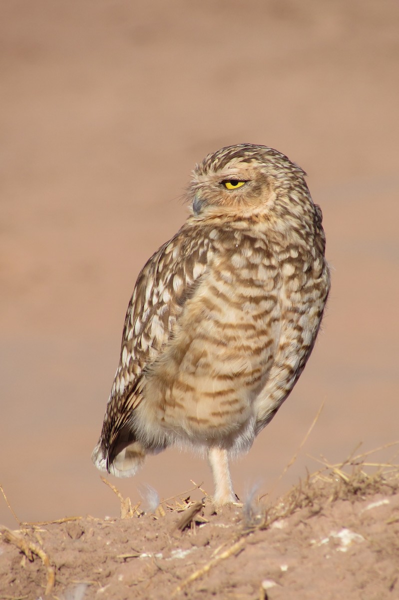 Burrowing Owl - Alberto Aranda G.