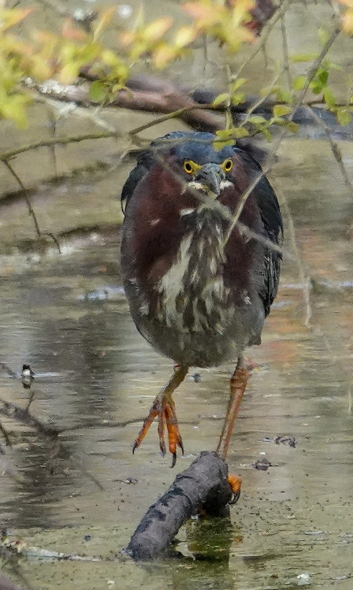 Green Heron - ML224448781