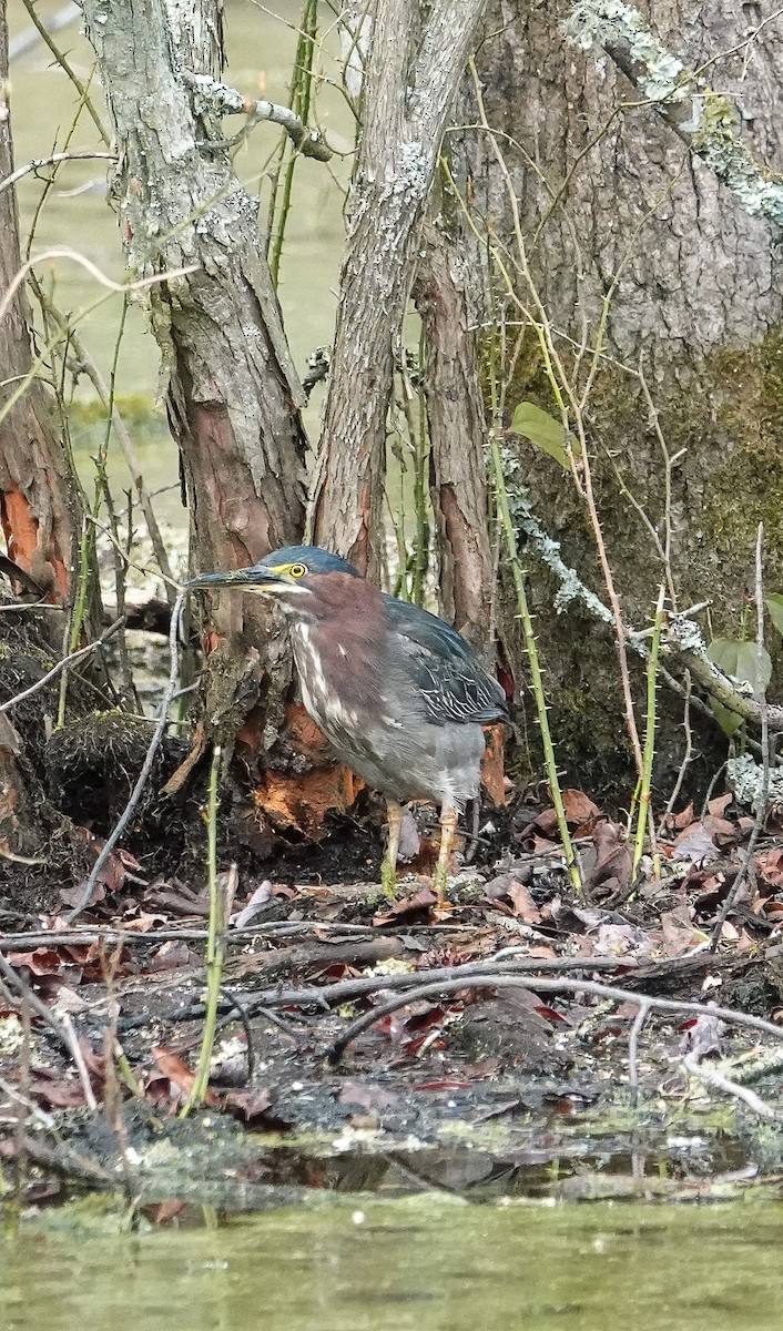 Green Heron - ML224448841